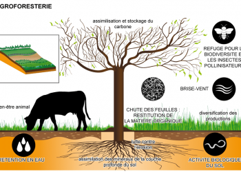 Agroforesterie : l&rsquo;UJLoG abrite une formation pratique