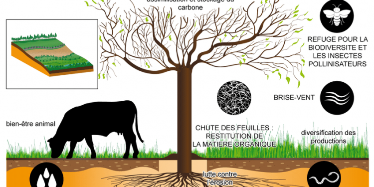 Agroforesterie : l&rsquo;UJLoG abrite une formation pratique